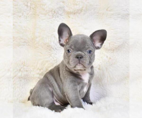 Medium Photo #1  Breeder Profile in NEW YORK, NY, USA