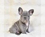 Small breeder photo
