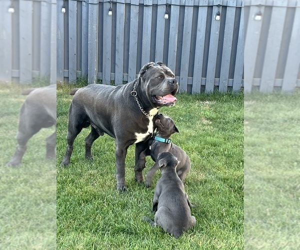 Medium Photo #9  Breeder Profile in JOLIET, IL, USA