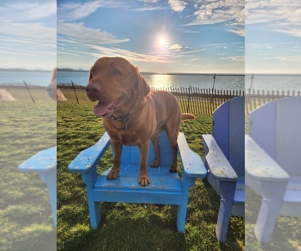Medium Photo #18  Breeder Profile in BUFFALO, NY, USA