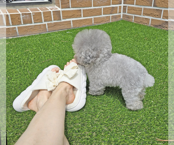 Medium Photo #3  Breeder Profile in Uijeongbu-si, Gyeonggi-do, Korea, South