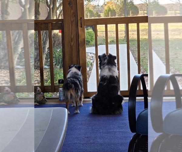 Medium Photo #3  Breeder Profile in RUSSELLVILLE, AL, USA