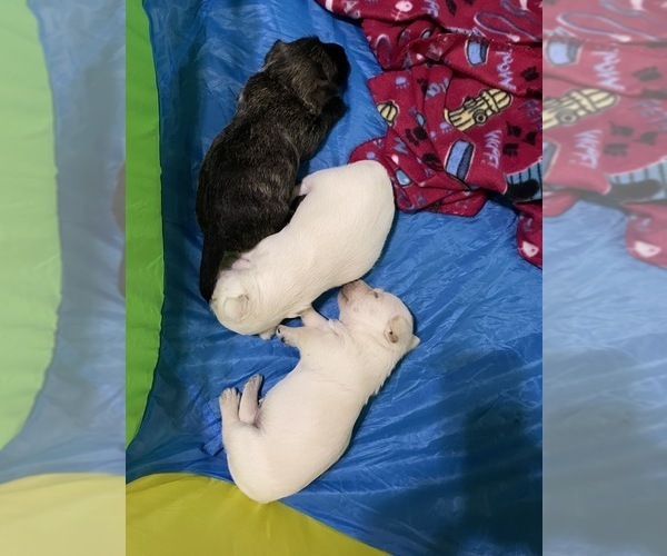 Medium Photo #1  Breeder Profile in WAGONER, OK, USA