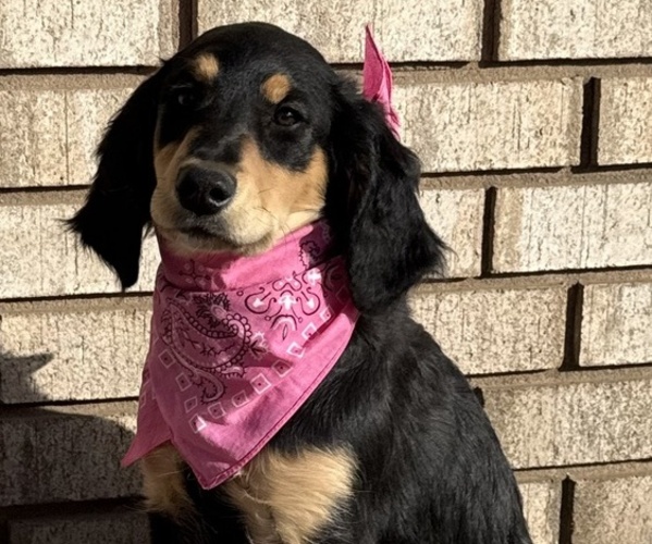 Medium Photo #1  Breeder Profile in TULSA, OK, USA