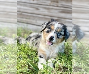 Australian Shepherd Dog Breeder near ORLANDO, FL, USA