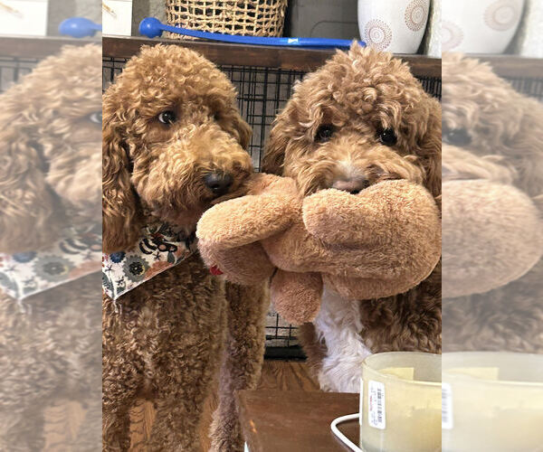 Medium Photo #1  Breeder Profile in AMERICUS, GA, USA