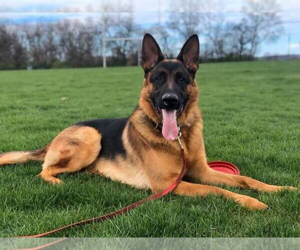 Medium Photo #7  Breeder Profile in NEWVILLE, PA, USA