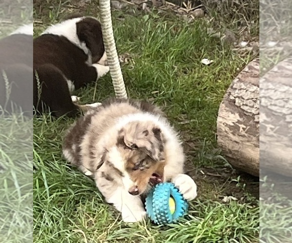 Medium Photo #1  Breeder Profile in ROSEDALE, VA, USA