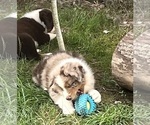 Small breeder photo
