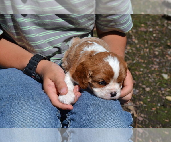 Medium Photo #4  Breeder Profile in GREENWOOD, WI, USA