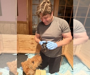 Airedale Terrier Dog Breeder near HACKETTSTOWN, NJ, USA