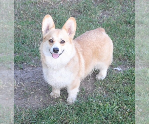 Medium Photo #11  Breeder Profile in EAGLE POINT, OR, USA
