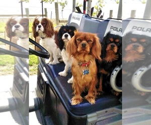 Cavalier King Charles Spaniel Dog Breeder near BRANDON, SD, USA