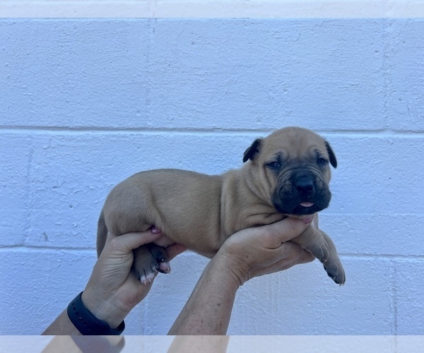 Medium Photo #6  Breeder Profile in GOSHEN, KY, USA