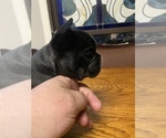 Small #2 Breeder Profile image