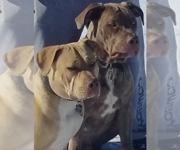 Medium Photo #1  Breeder Profile in FORT WORTH, TX, USA