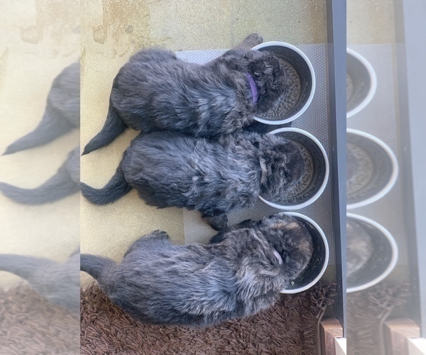 Medium Photo #94  Breeder Profile in PINON HILLS, CA, USA