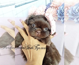 Shih Tzu Dog Breeder near OCALA, FL, USA