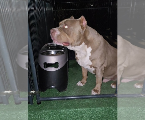 Medium Photo #5  Breeder Profile in WALTERBORO, SC, USA