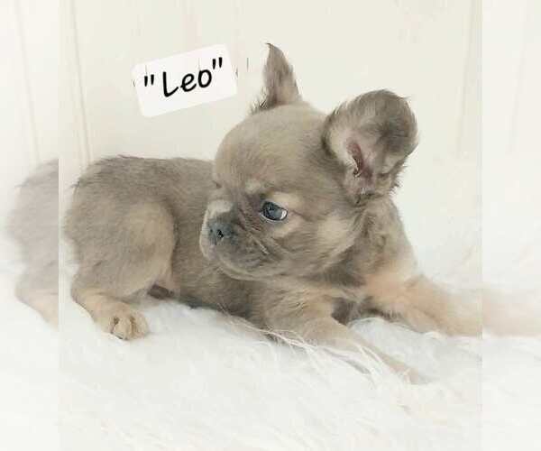 Medium Photo #24  Breeder Profile in COLONIAL BCH, VA, USA