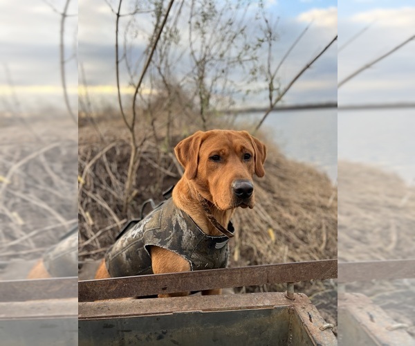 Medium Photo #3  Breeder Profile in CANTON, GA, USA