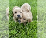 Small breeder photo