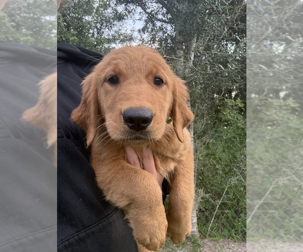 Medium Photo #4  Breeder Profile in LAKELAND, FL, USA