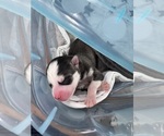 Small #14 Breeder Profile image