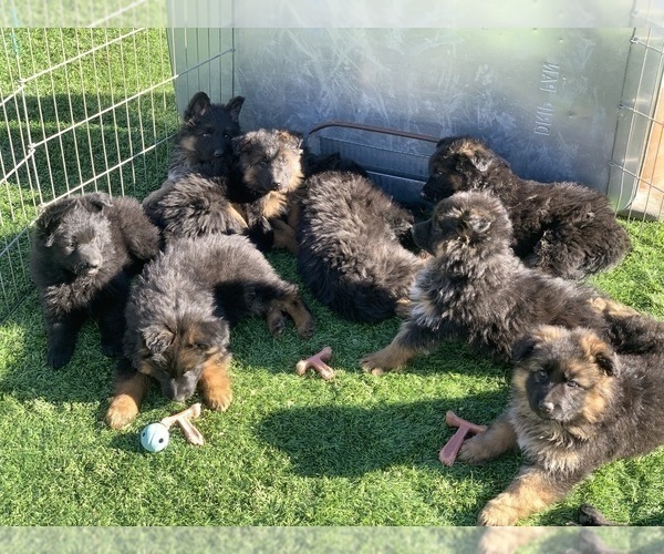 Medium Photo #154  Breeder Profile in PINON HILLS, CA, USA