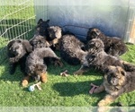 Small #153 Breeder Profile image