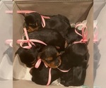Small breeder photo