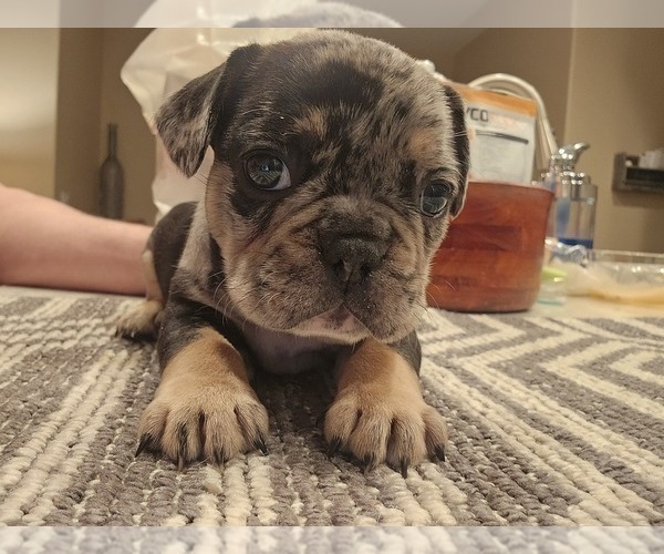 Medium Photo #3  Breeder Profile in CHINO HILLS, CA, USA