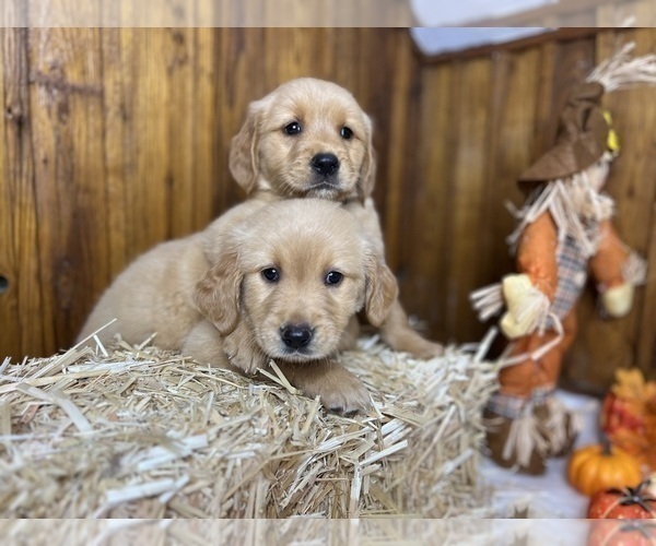 Medium Photo #20  Breeder Profile in NEOLA, WV, USA