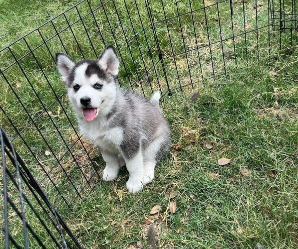 Medium Photo #1  Breeder Profile in BROWNSVILLE, TX, USA
