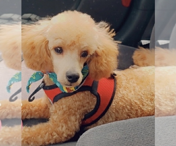 Medium Photo #1  Breeder Profile in HOLLYWOOD, MD, USA