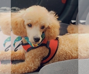 Main photo of Poodle (Toy) Dog Breeder near HOLLYWOOD, MD, USA