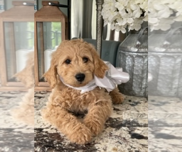 Medium Photo #2  Breeder Profile in AURORA, IL, USA