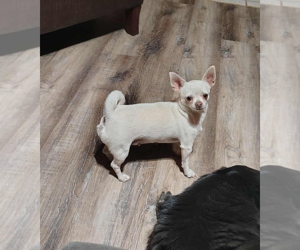Medium Photo #8  Breeder Profile in KIRKLAND, AZ, USA