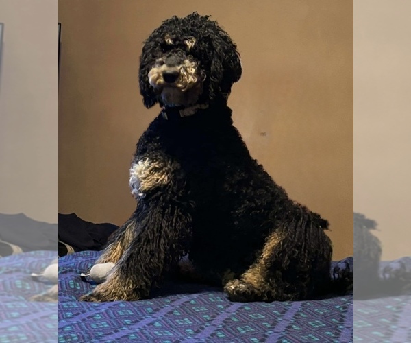 Medium Photo #4  Breeder Profile in DEER PARK, WA, USA