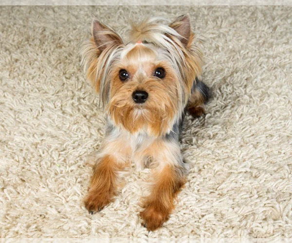 Medium Photo #10  Breeder Profile in TEMPE, AZ, USA