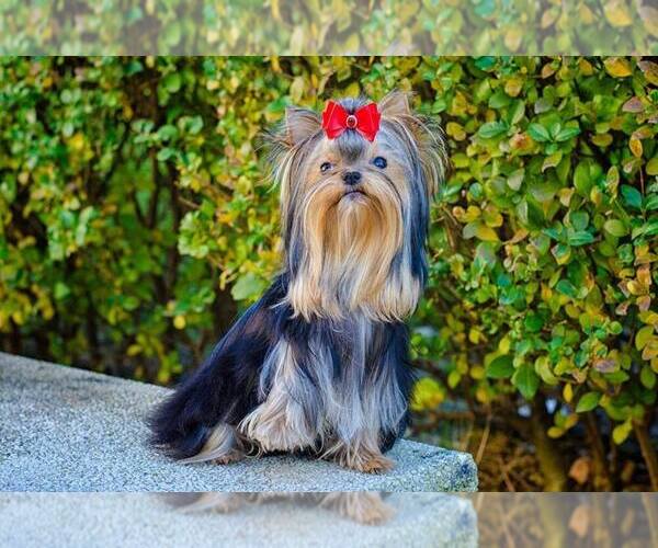 Medium Photo #23  Breeder Profile in SCHAUMBURG, IL, USA