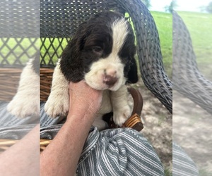 English Springer Spaniel Dog Breeder near PERRY, MO, USA