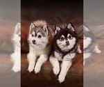 Small #34 Breeder Profile image