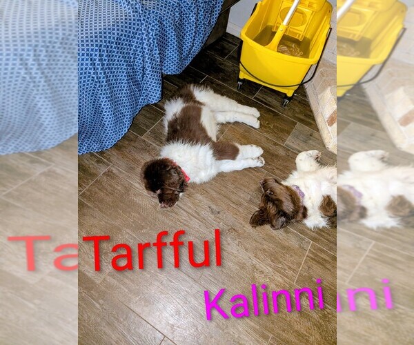 Medium Photo #10  Breeder Profile in LAS VEGAS, NV, USA