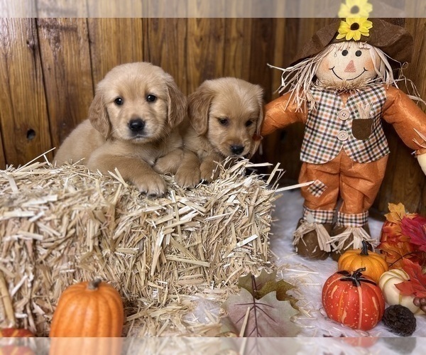 Medium Photo #21  Breeder Profile in NEOLA, WV, USA