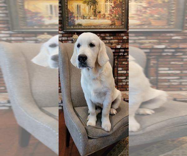 Medium Photo #1  Breeder Profile in BAKERSFIELD, CA, USA