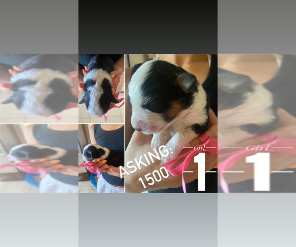 Medium Photo #1  Breeder Profile in RIVERSIDE, CA, USA