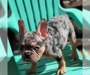 French Bulldog Dog Breeder near GROSSE POINTE, MI, USA