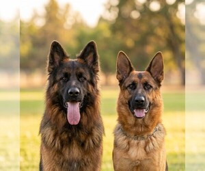 German Shepherd Dog Dog Breeder near VANCOUVER, WA, USA