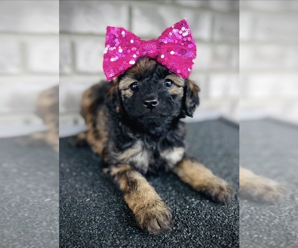 Medium Photo #2  Breeder Profile in HANFORD, CA, USA